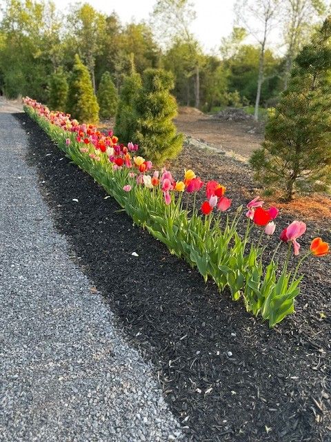 Spring Tulips