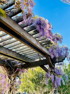Flowers-on-Pergola_resized.jpg