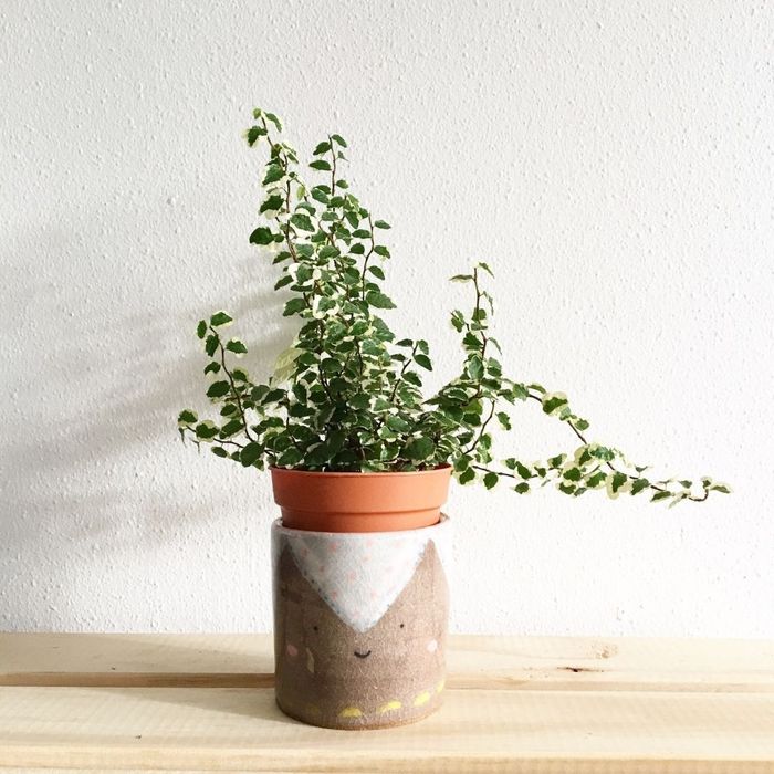 plant