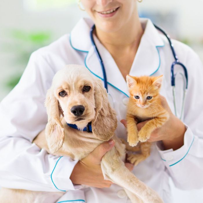 Plan for Veterinary Care and Emergency Situations.jpg