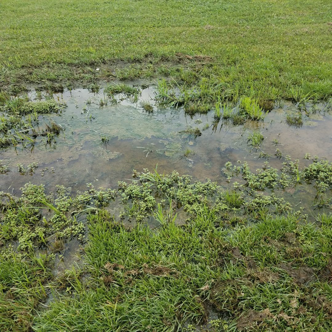 standing water on grass