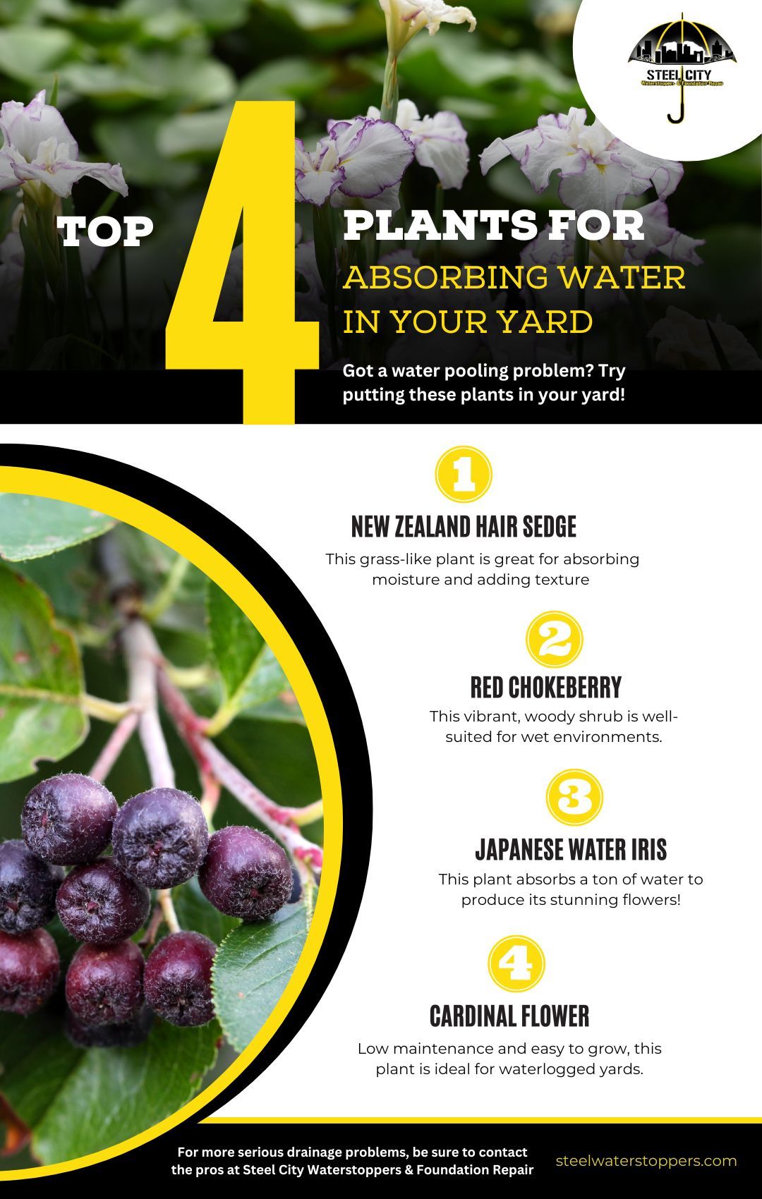 plants for absorbing water in yard