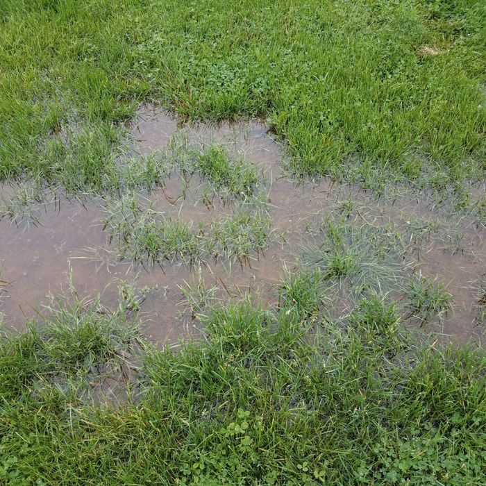 puddle in lawn