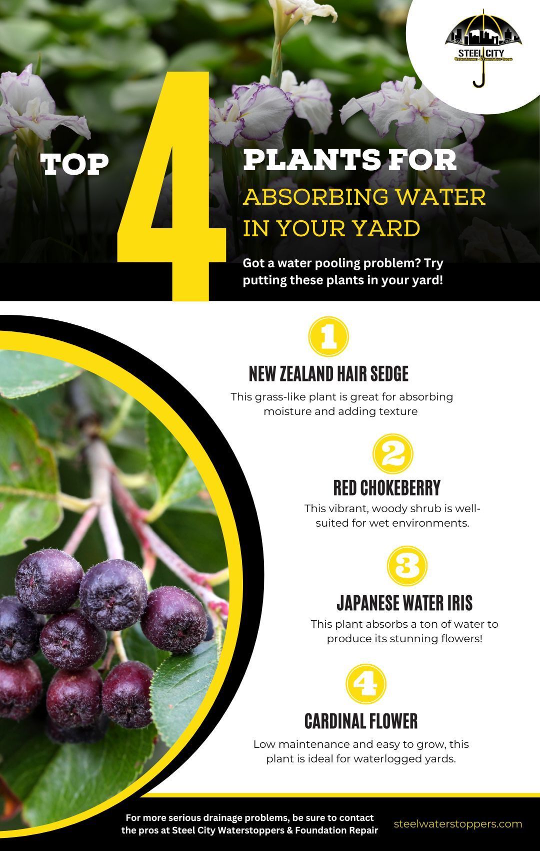 M38020 - Infographic - The Top 4 Plants for Absorbing Water in Your Yard.jpg