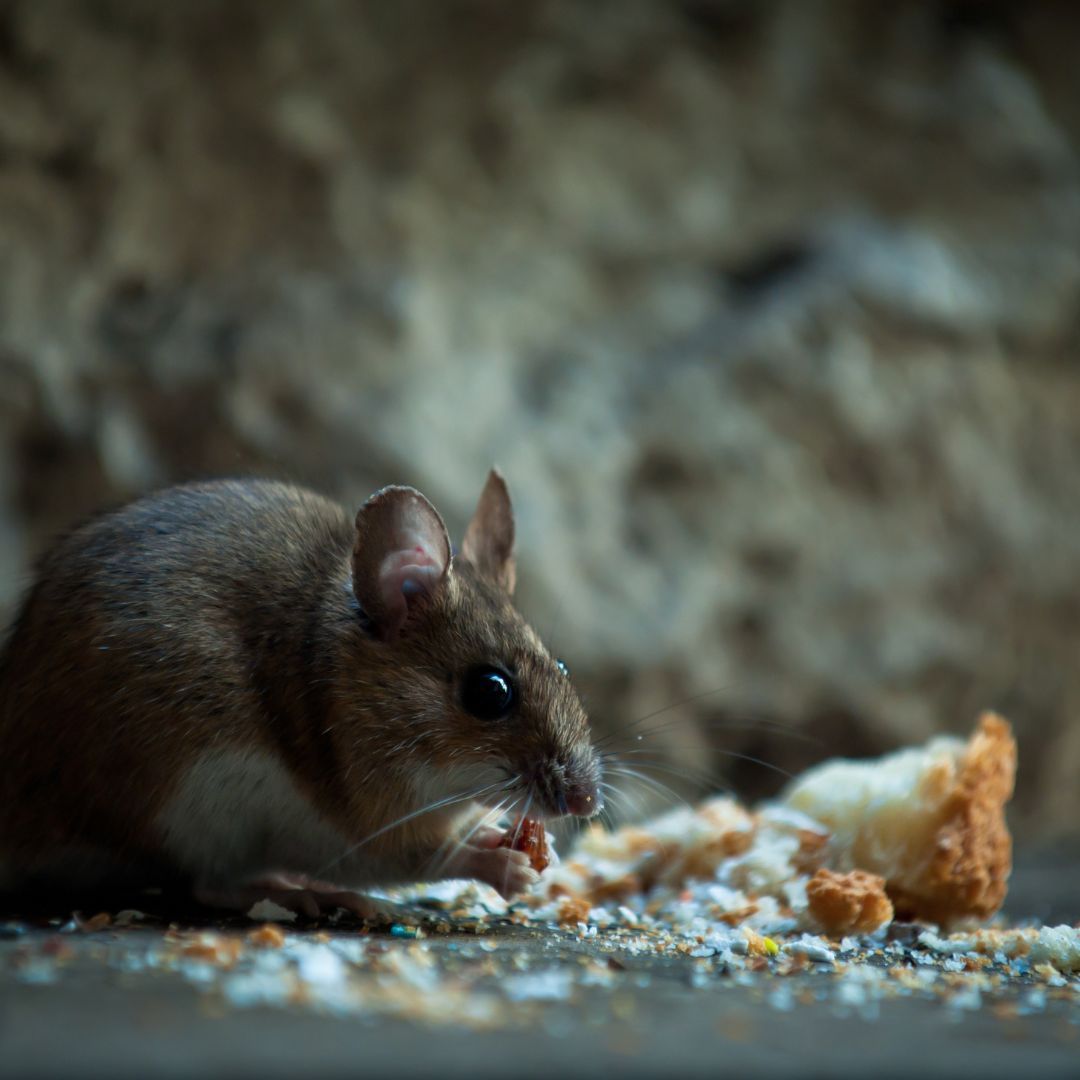 infection and illnesses.jpg