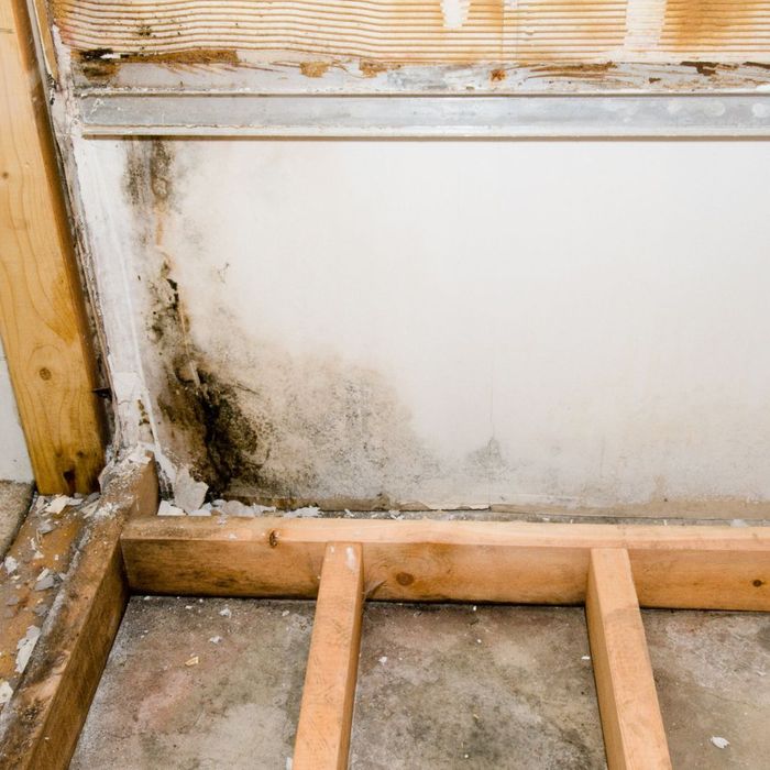 Prevention of Mold and Mildew.jpg