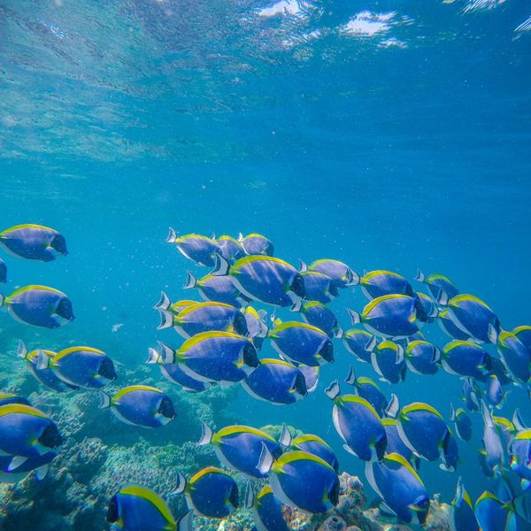 marine life, fish swimming in water