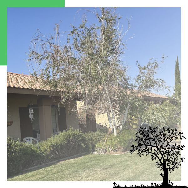 tree in front of a home