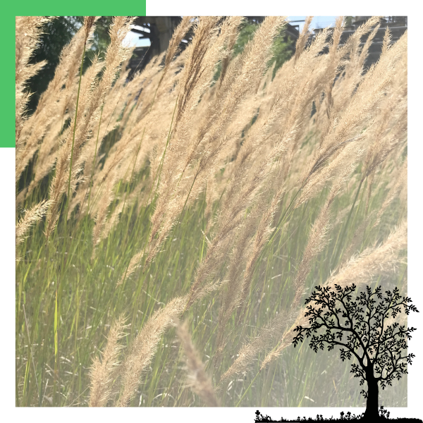 weeds blowing in the wind