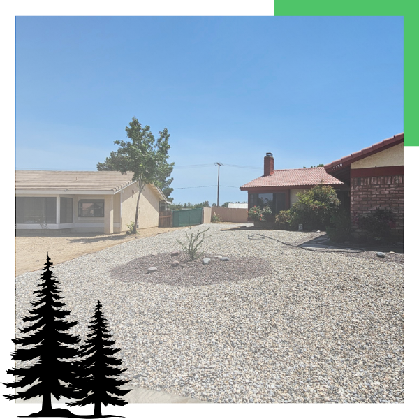 rock and plant in yard