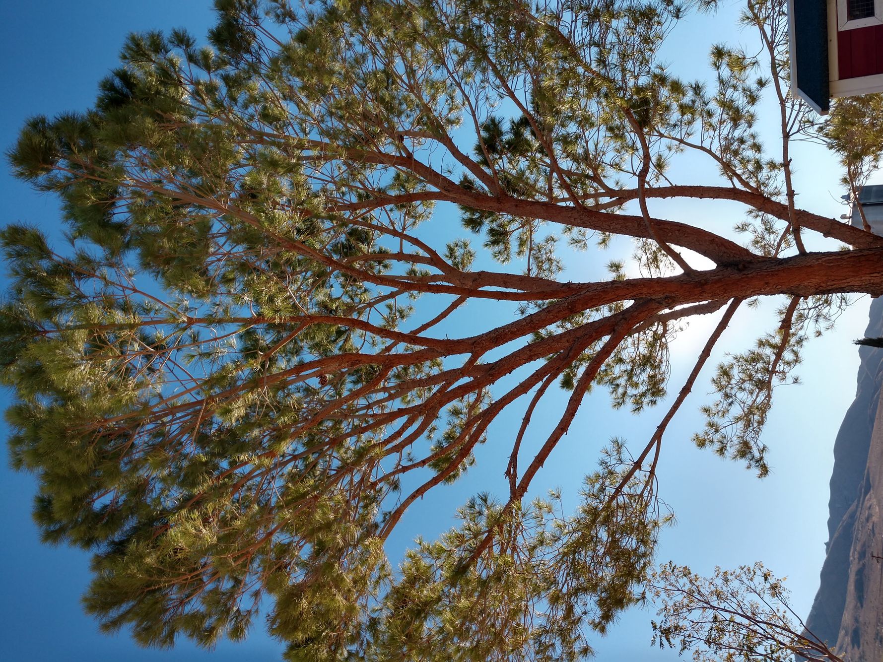 Pine thinned out.jpg