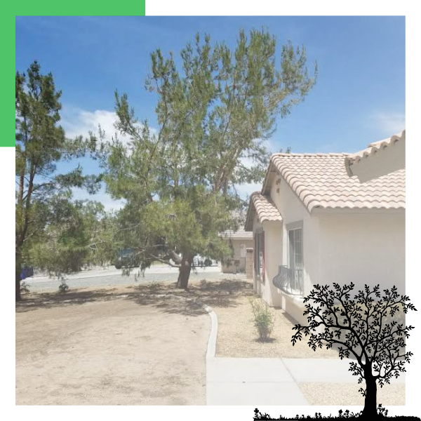 trees that need to be pruned