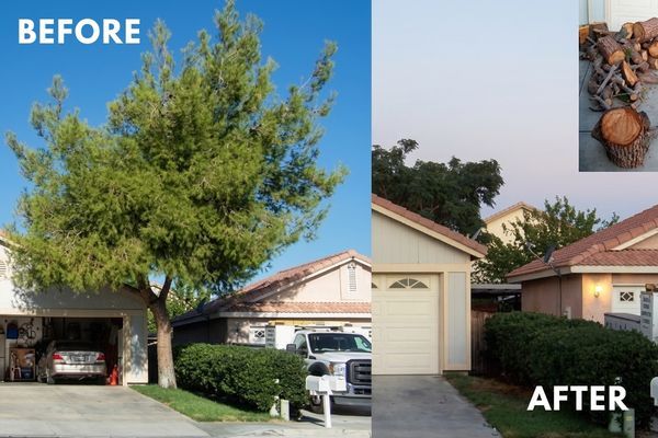 before and after tree removal