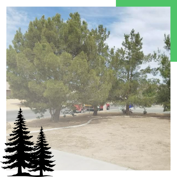 trees that are ready to be pruned