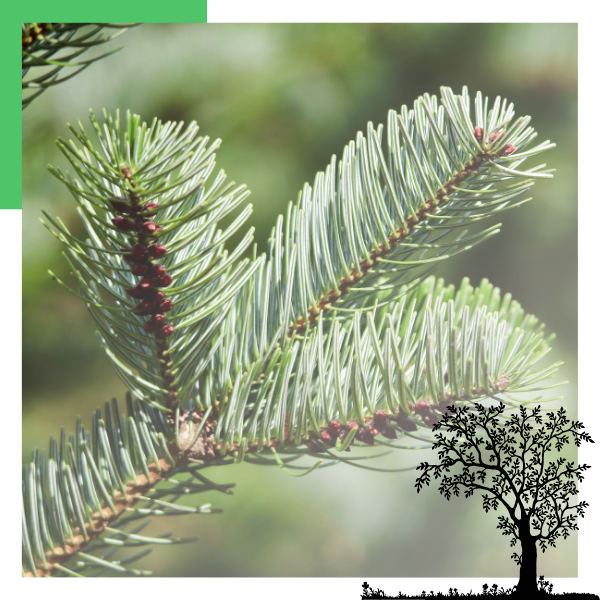 close-up of a pine tree