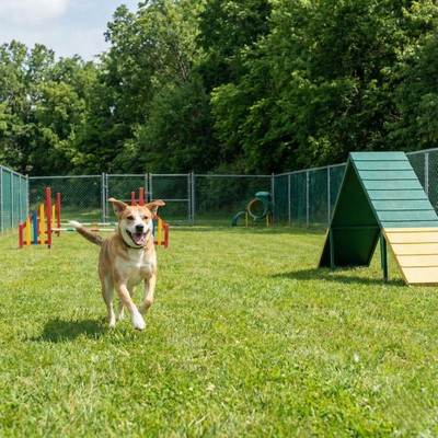 A happy dog running freely in a fenced, grassy dog park