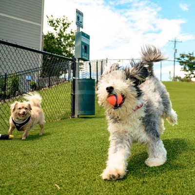 dogs playing in a secure bark park