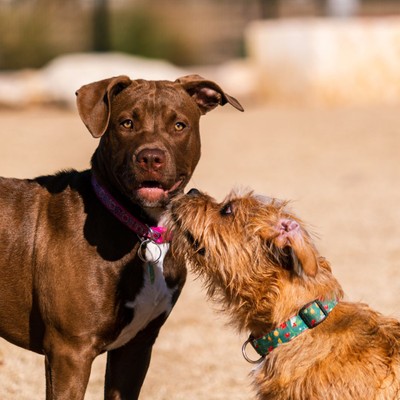 dogs at a dog park