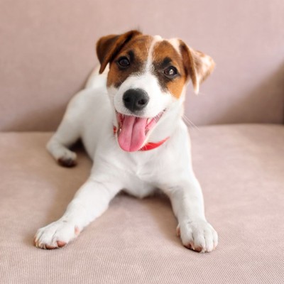 jack russel on couch