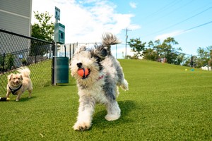 Bark Park Pic 11 (1).jpg