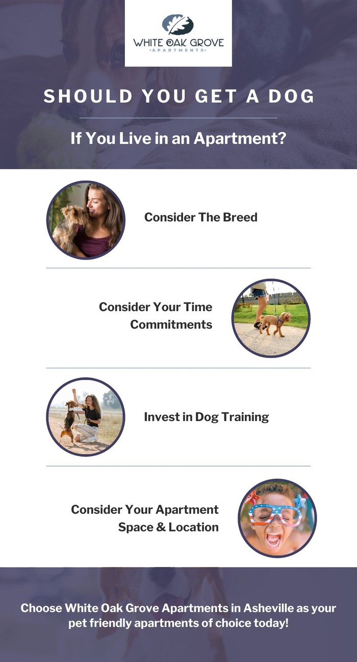Infographic - Should You Get a Dog if You Live in an Apartment.jpg