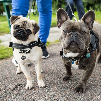 two dogs on a walk together