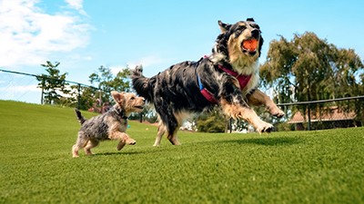 BarkPark.jpg