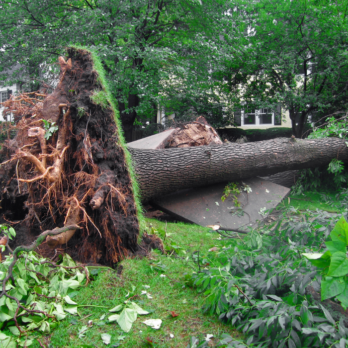 A Damaged Tree.png