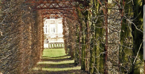 Vine covered pathway