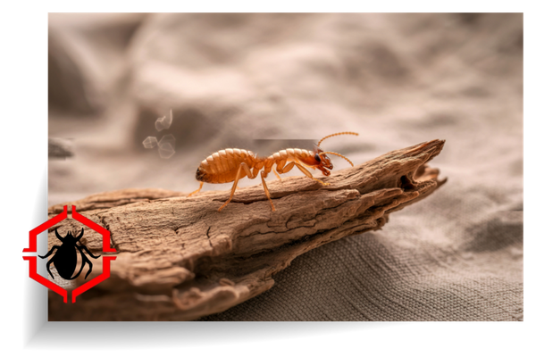 termites 2.png