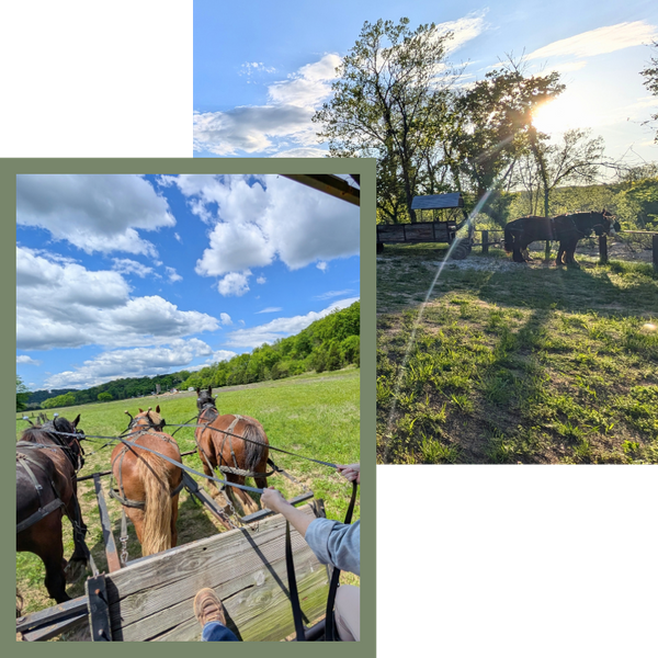 Meet Our Horses - Image 2.png