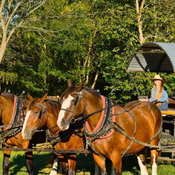 Three Clydesdale horses pull a carriage