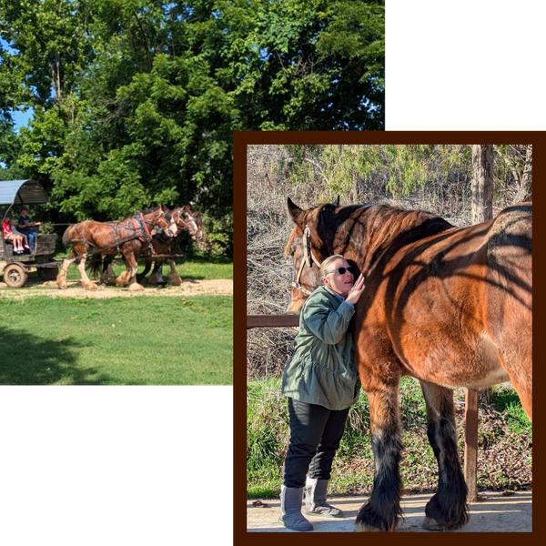 Meet Our Horses - Image 1.png