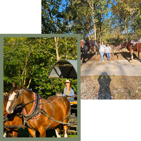 Two images, left: Three Clydesdale horses pulling a carriage. Right: Two people posing with Clydesdale horses