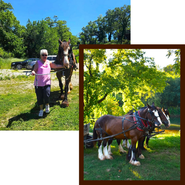 Two images, left: A woman posing with a Clydesdale horse. Right: Three Clydesdale horses pulling a carriage