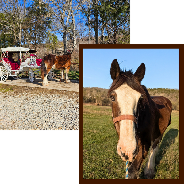 Meet Our Horses - Image 3.png