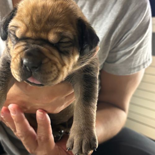 South African Boerboel Puppies South African Boerboel Puppies