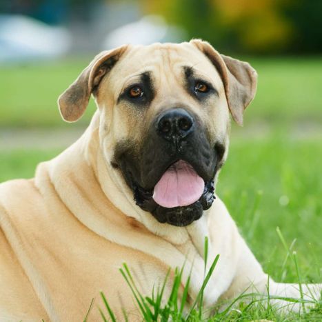 happy boerboel laying in grass