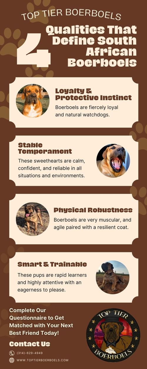 Infographic about the qualities that define South African Boerboels