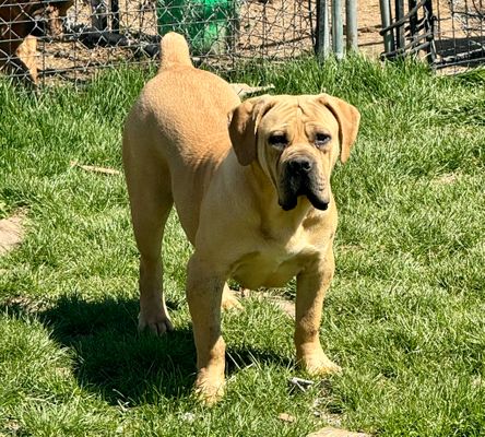 Winter - For Sale Winter Boerboel Puppy for Sale
