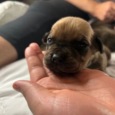 Shop newborn boerboel puppies Clearance