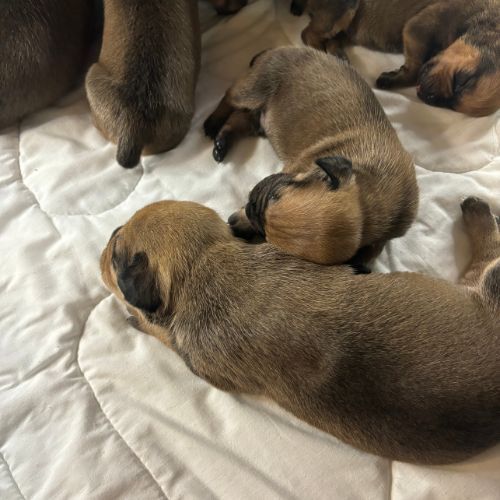 South African Boerboel Puppies South African Boerboel Puppies