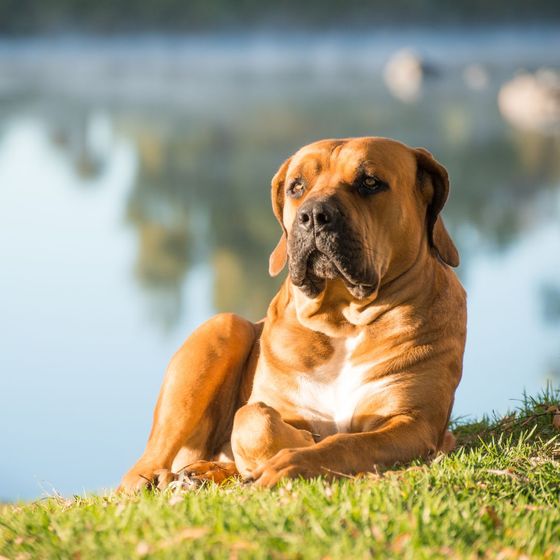 boerboel sitting on grass near lake