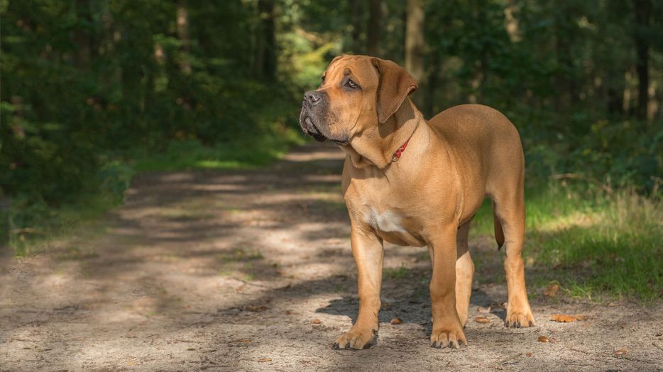 South African Boerboel dog