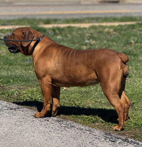 Our Female boerboel