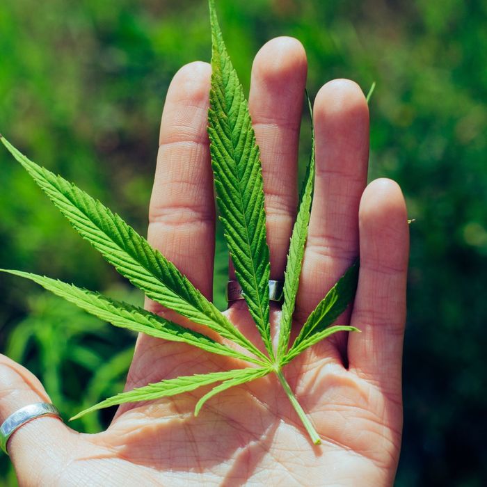 Weed leaf in the palm of someone's hand. 