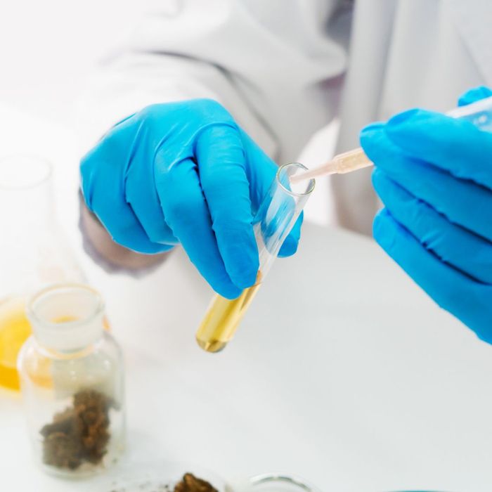 scientist pipetting cannabis extract
