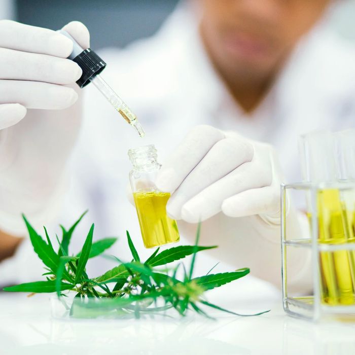 a scientist pipetting cannabis extract