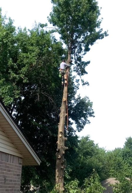 arborist climbing tall tree with branches removed Home.jpg