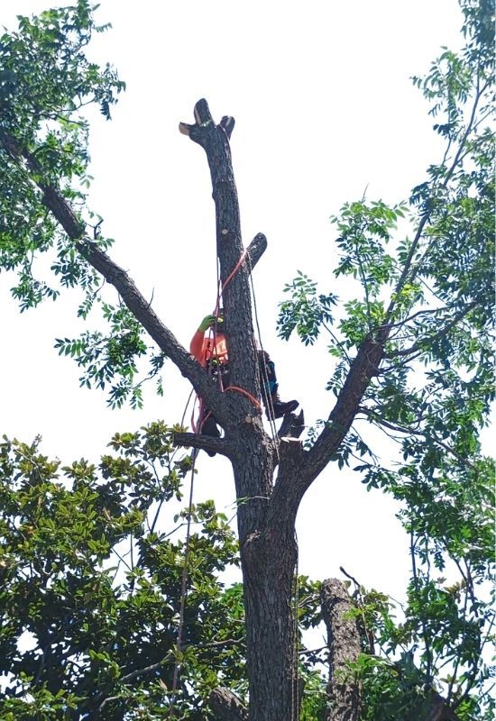 Tree Removal (1).jpg